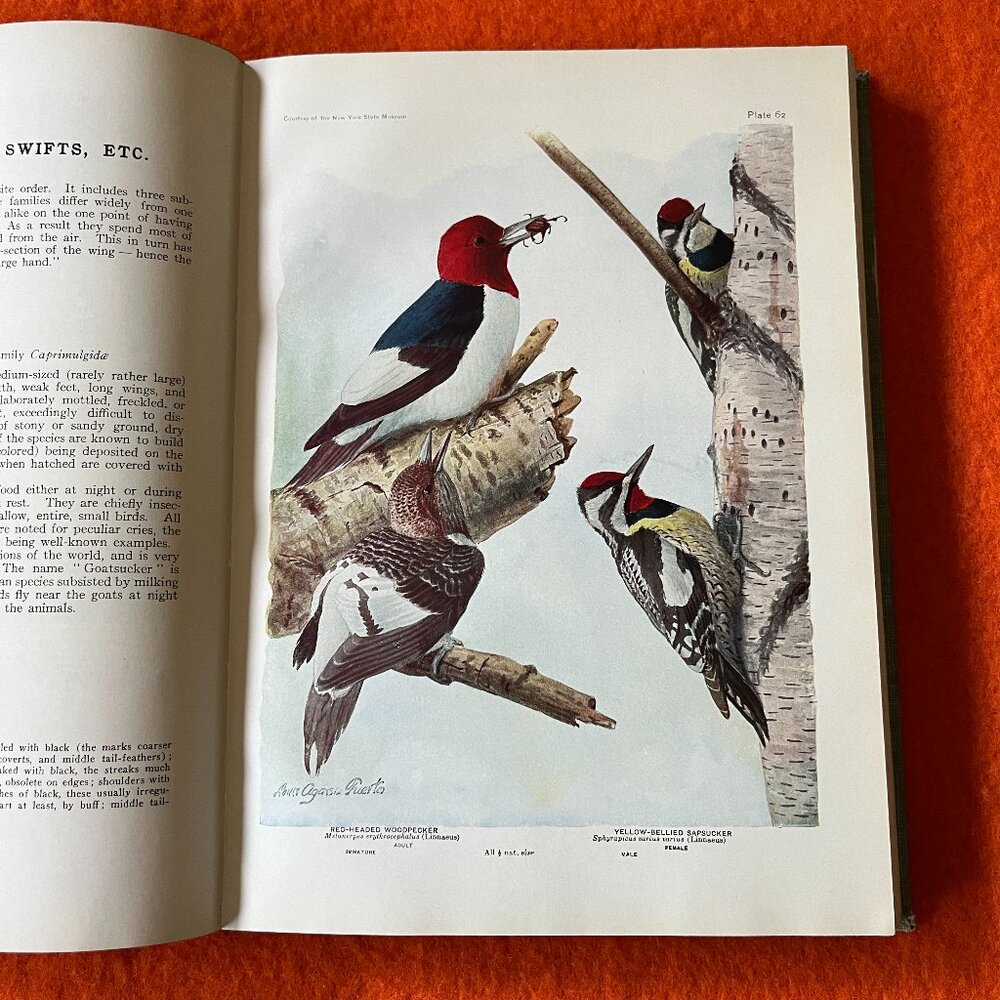 Birds of America book - Copright 1936 - Louis Agassiz Fuertes 106 Color Plates